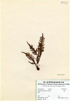 藏品(蒿蕨)的圖片
